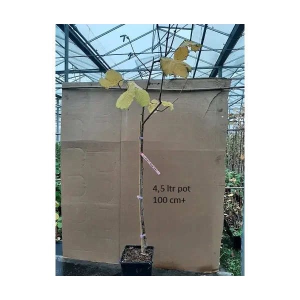 Corylus 'Lange Spaanse'