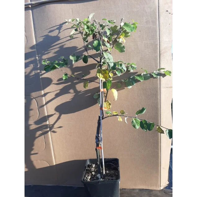 Cydonia o. 'Champion'