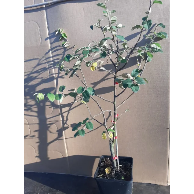 Cydonia o. 'Leskovacka'