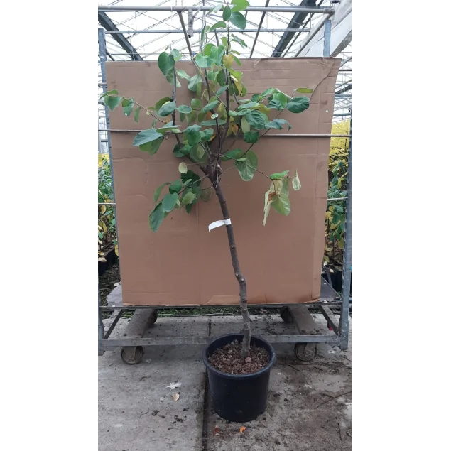 Cydonia o. 'Vranja'