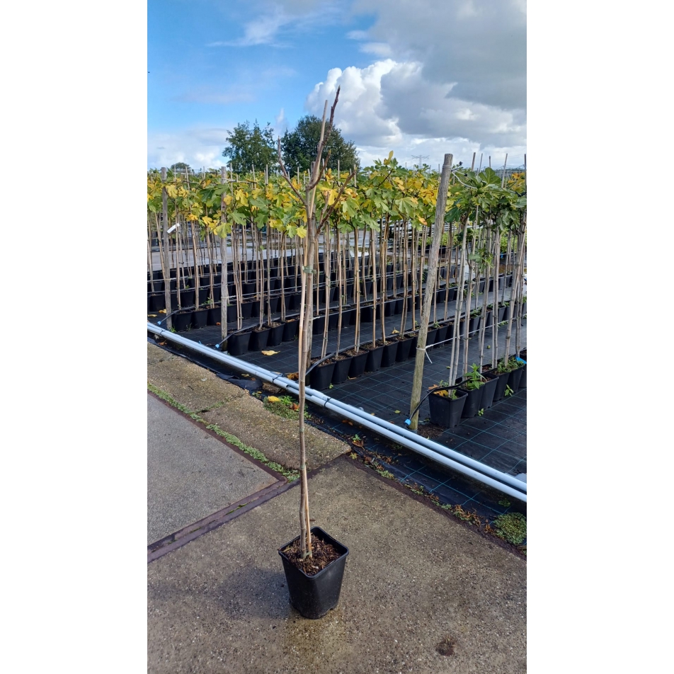 Ficus carica