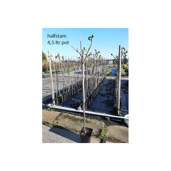 Ficus carica 'Chelsea'