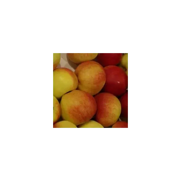 Malus d. 'Santana