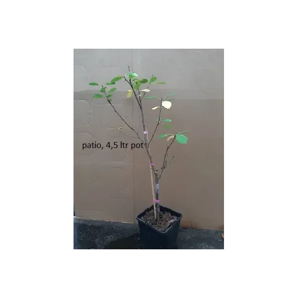 Prunus d. 'Opal'