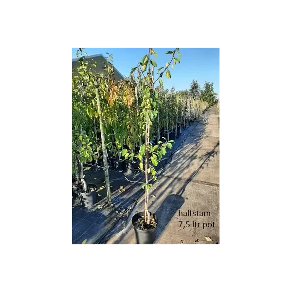 Prunus 'Reine claude d'Oree'