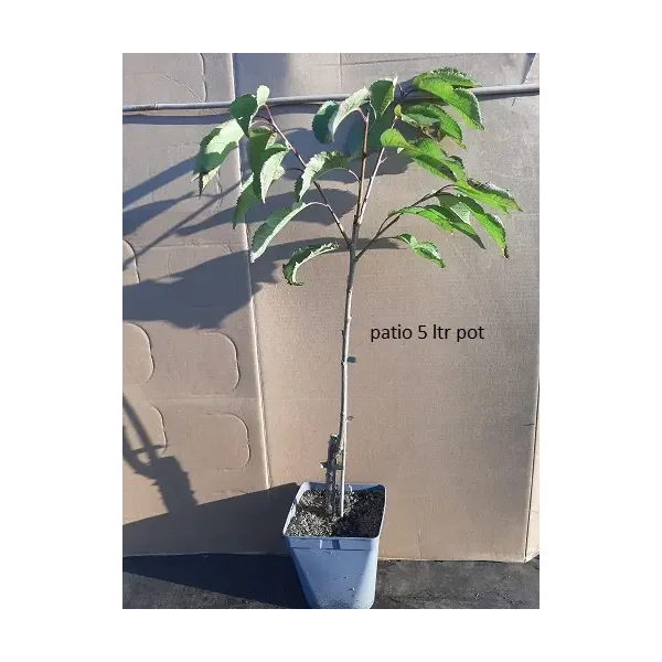 Prunus a. 'Stella'