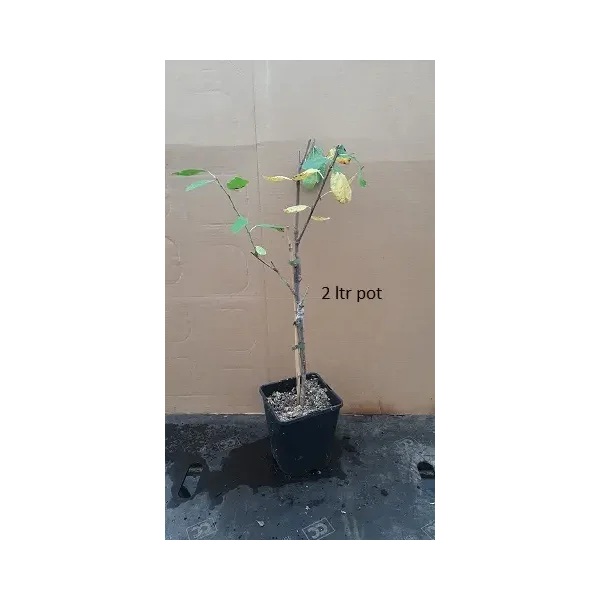 Prunus d. 'Victoria'