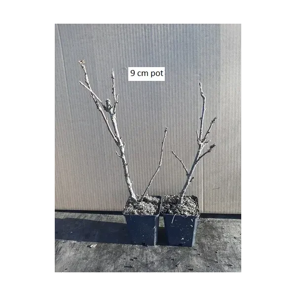 Ribes r. 'Roodneus'