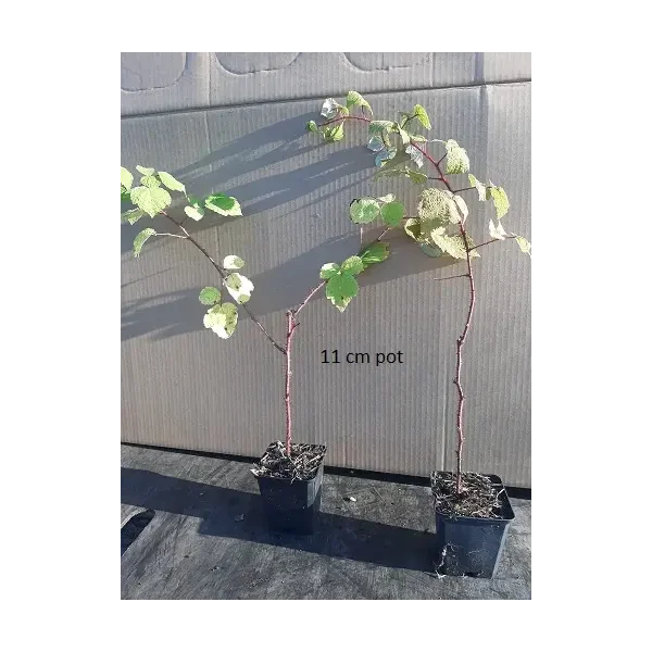 Rubus 'Japanse Wijnbes'