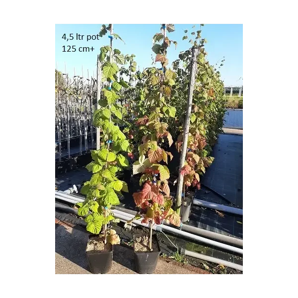 Rubus frut. 'Loch Ness'