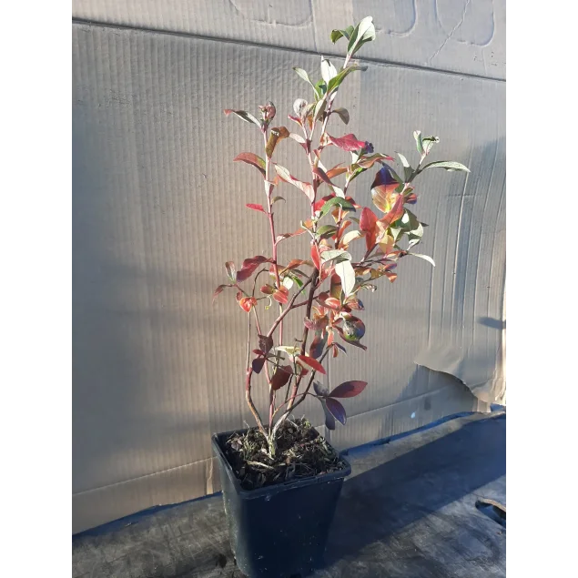 Vaccinium c. 'Patriot'
