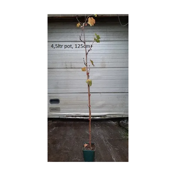 Vitis 'Boskoop Glory'