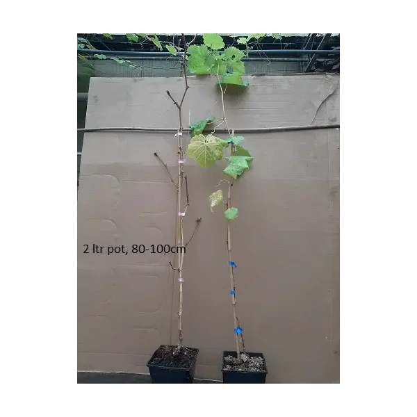 Vitis 'Léon Millot'