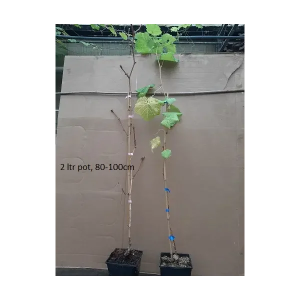 Vitis 'Muscaat of Alexandria'