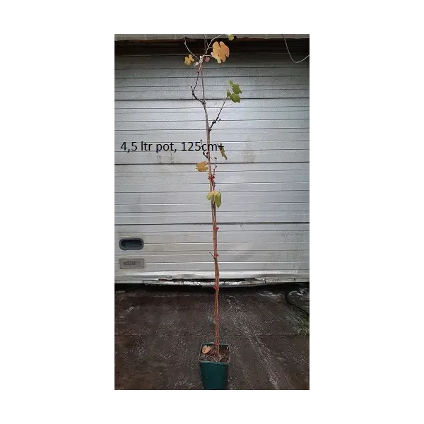 Vitis 'Phönix'