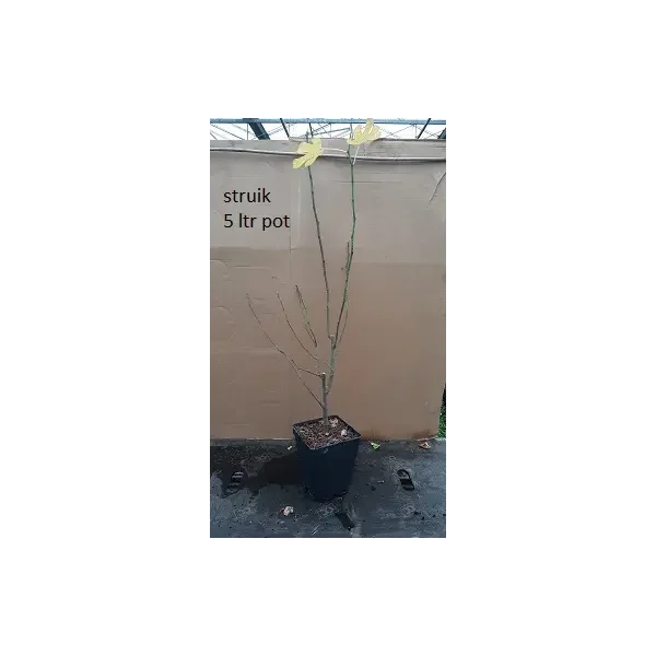 Ficus car. 'Brown Turkey'