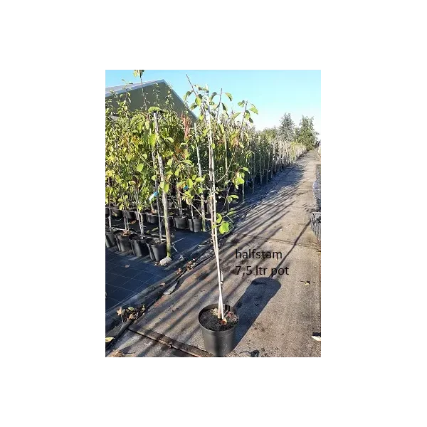 Prunus d. 'Opal'