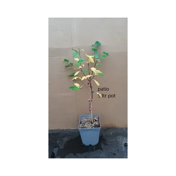 Prunus d. 'Valor'
