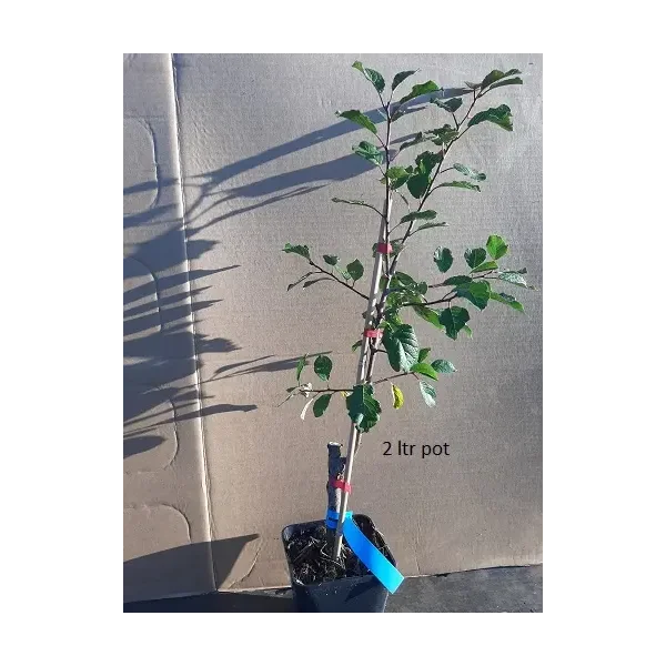 Prunus d. 'Victoria'