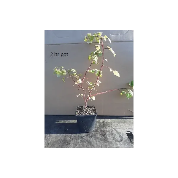 Rubus 'Japanse Wijnbes'