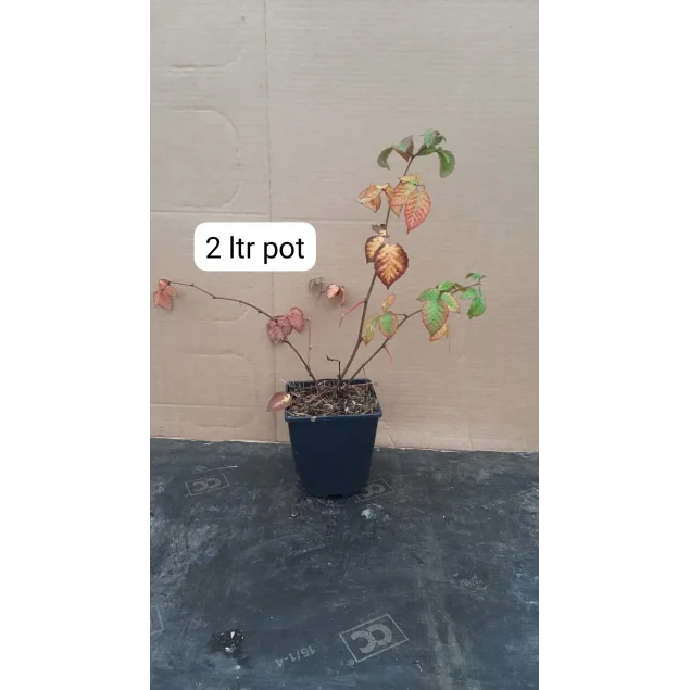 Rubus frut. 'Loch Ness'