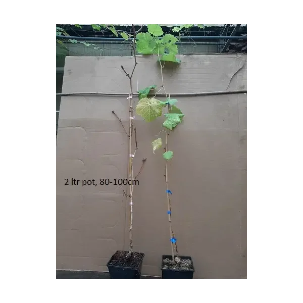 Vitis 'Phönix'