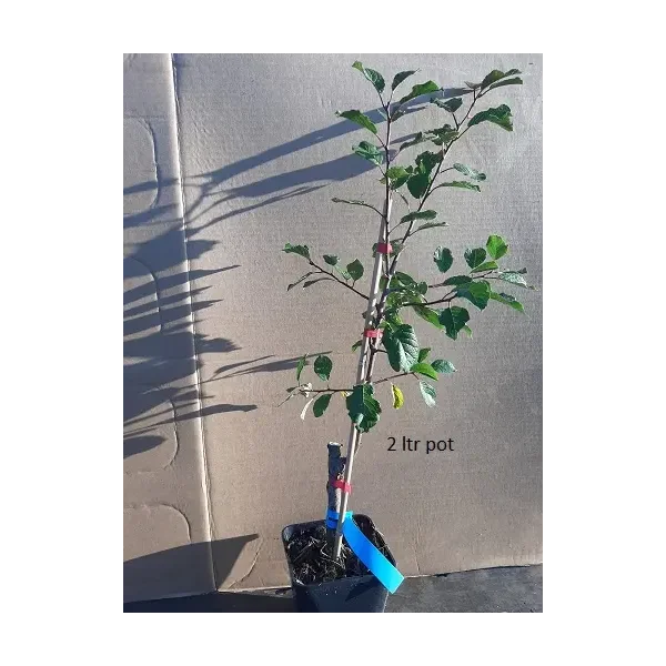 Prunus d. 'Valor'