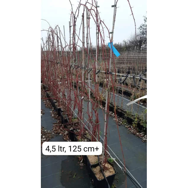 Rubus 'Japanse Wijnbes'