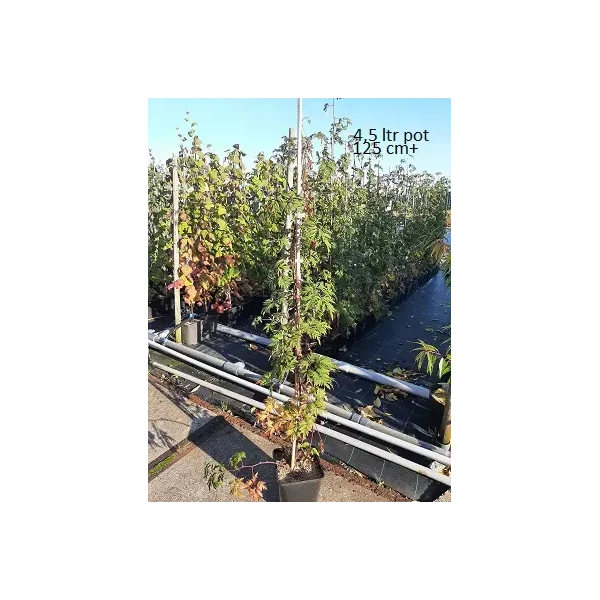 Rubus frut. 'Thornless Evergreen'
