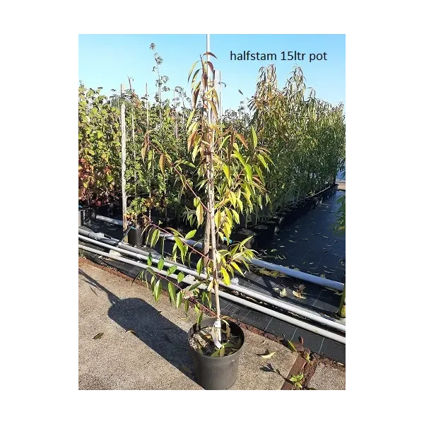 Prunus d. 'Robijn'