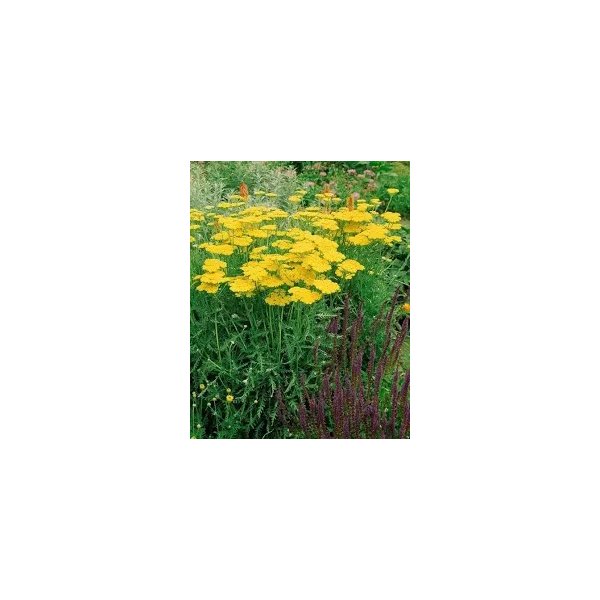 Achillea 'Coronation Gold'