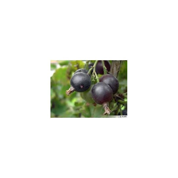 Yucca filamentosa 'Color Guard'