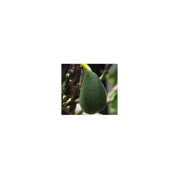 Ficus carica 'Danisch Fisherman'