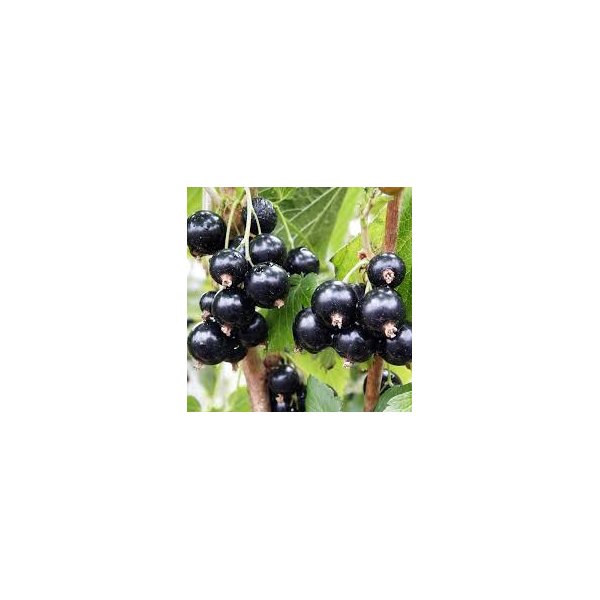 Ribes nigrum 'E.C.M.'